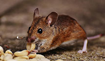 24 Hour & Emergency Exterminators in Michigan City, IN